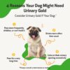 Pet Wellbeing Urinary Gold for Dogs - Image 3