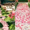 1000 PCS Fake Rose Petals - Image 5
