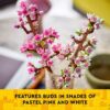 Cherry Blossoms Celebration Gift - Image 3